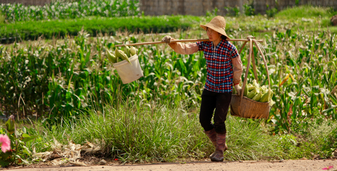 Comment l’e-commerce pourrait sauver les agriculteurs chinois les plus pauvres